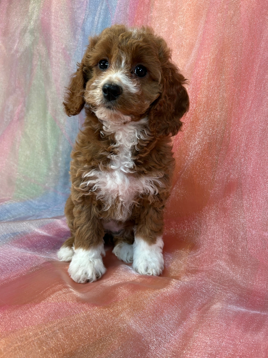 Red Female F1b Cockapoo for Sale DOB 11-1-2024 $900